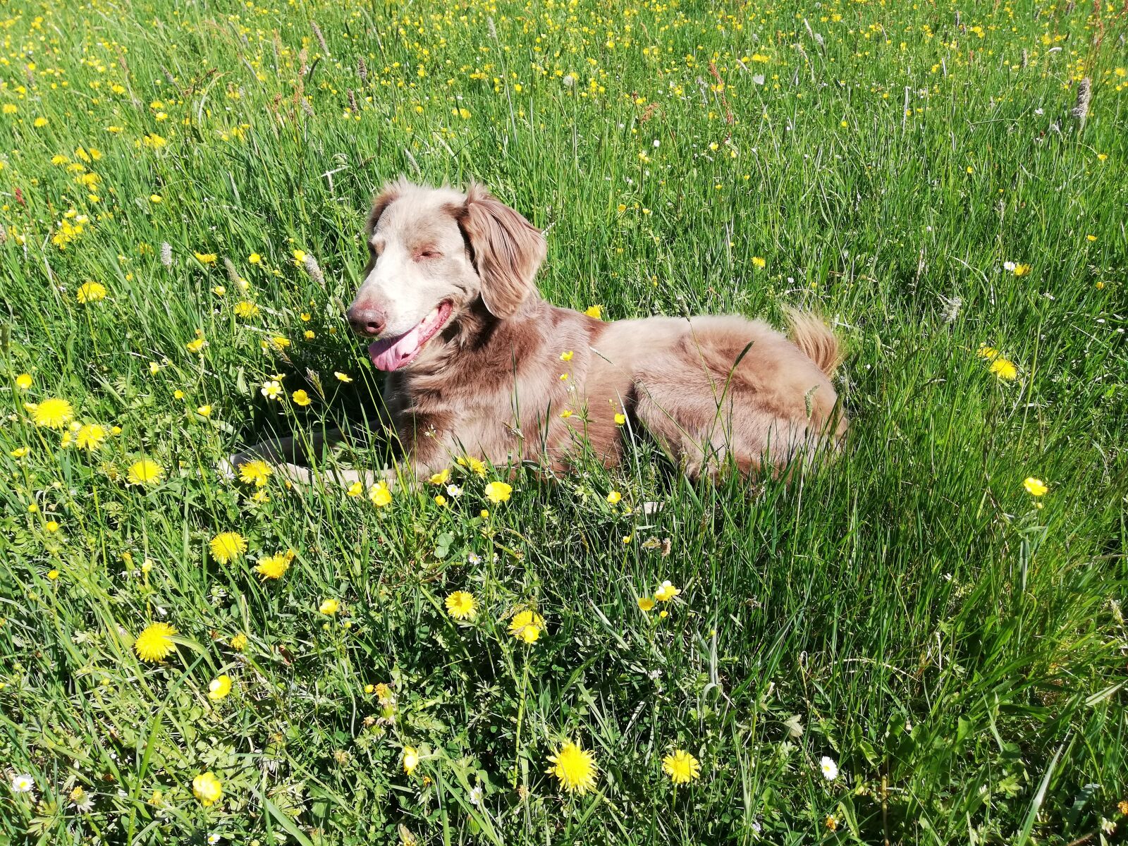 HUAWEI P20 lite sample photo. Dog, weimaraner hunting dog photography