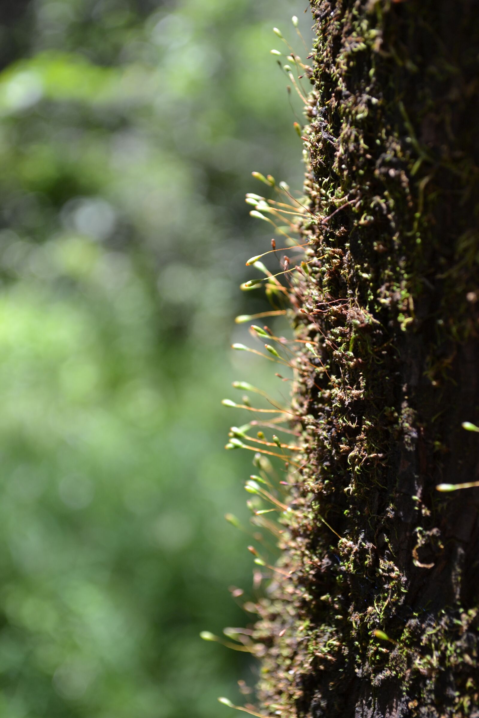 Nikon D3100 sample photo. Life, forest, power photography