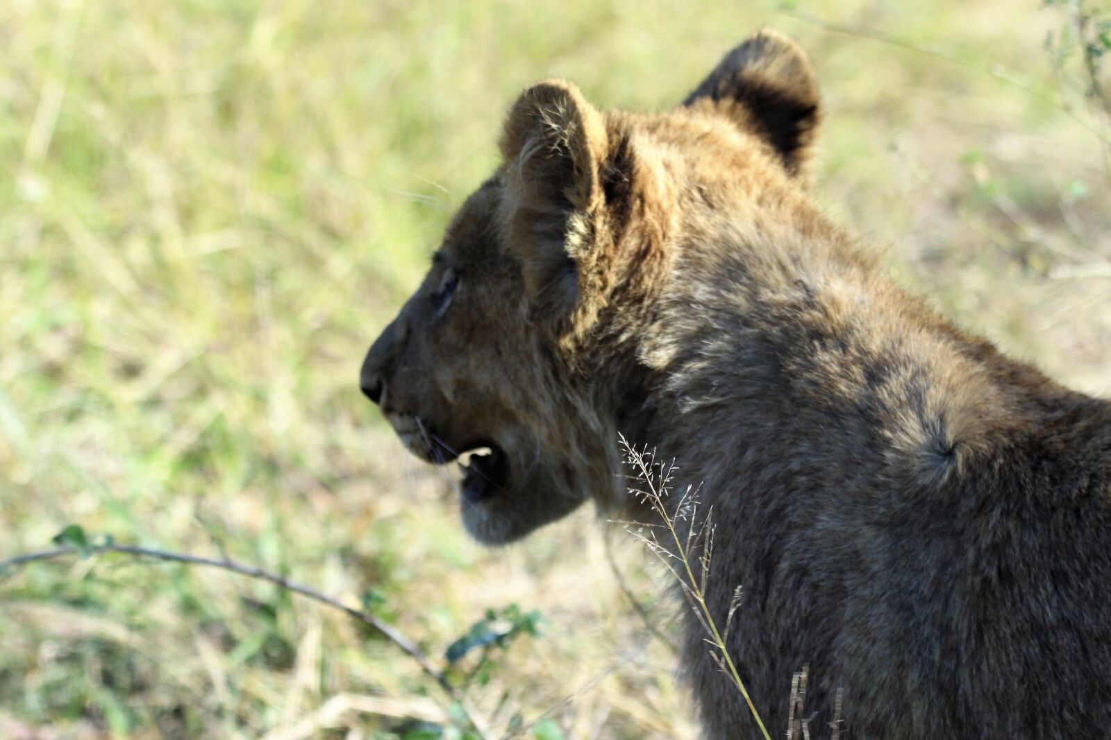 Canon EOS 7D Mark II sample photo. Africa, baby, baby, lion photography
