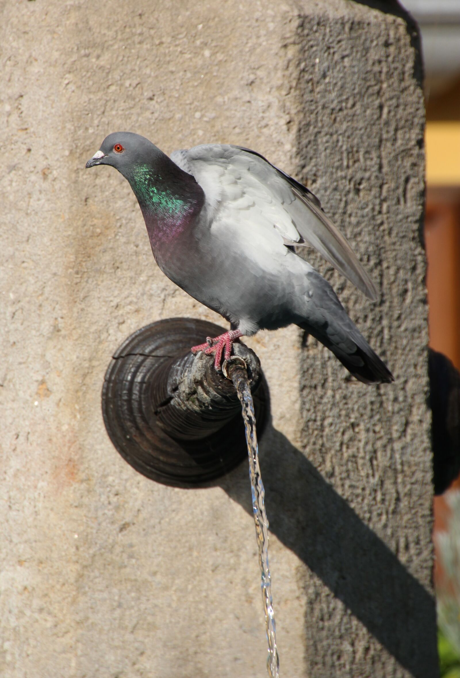 Canon EOS 1200D (EOS Rebel T5 / EOS Kiss X70 / EOS Hi) sample photo. Dove, fountain, bird photography