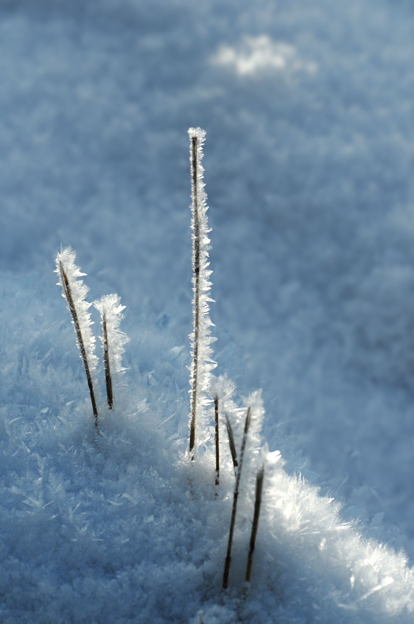Nikon D300 sample photo. Ice, eiskristalle, winter photography