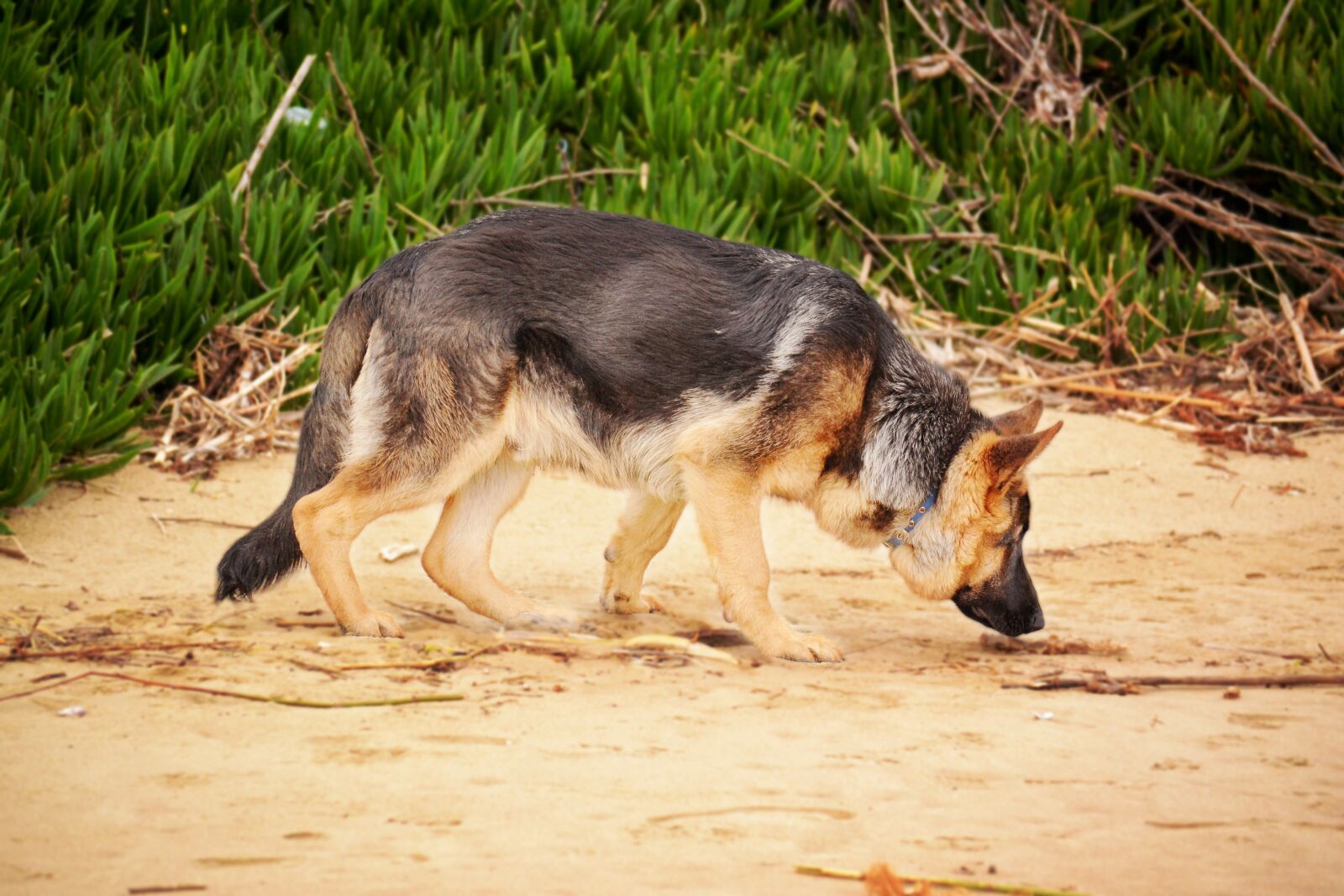 Nikon D3100 sample photo. German shepherd, sniffing dog photography