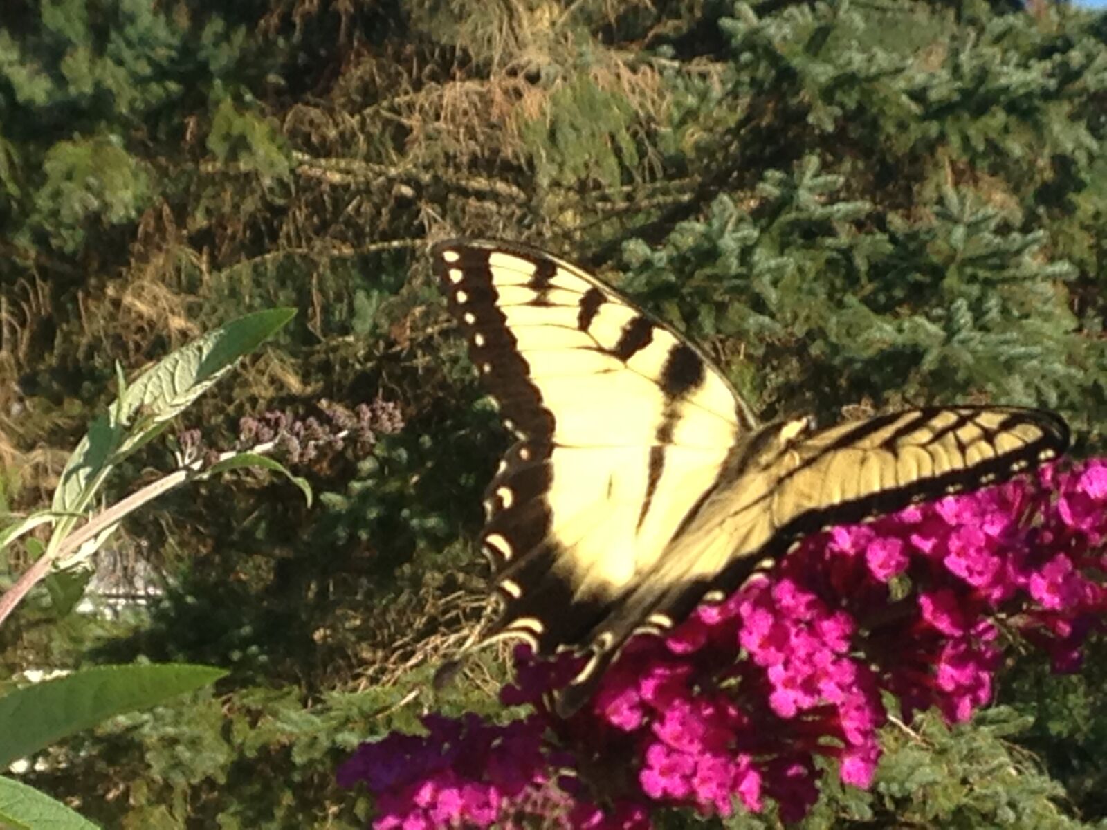 iPhone 5c back camera 4.12mm f/2.4 sample photo. Butterfly, nature, spring photography