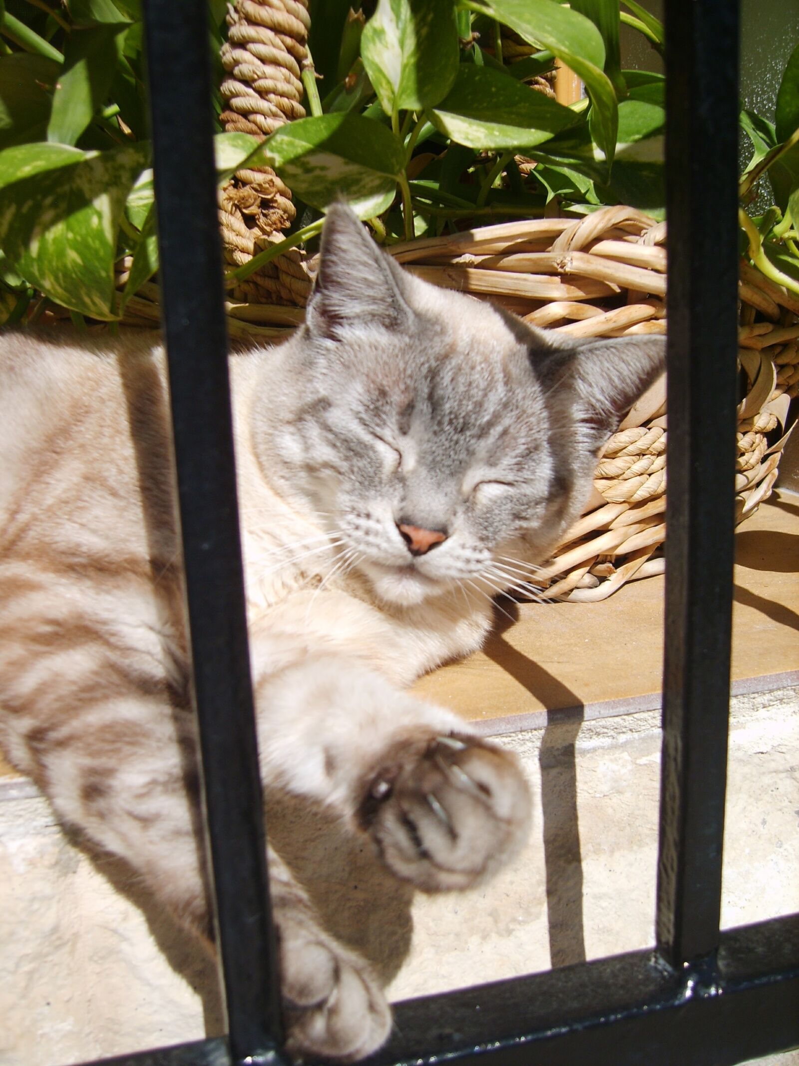 Samsung Digimax S830 / Kenox S830 sample photo. Cat, altea, spain photography