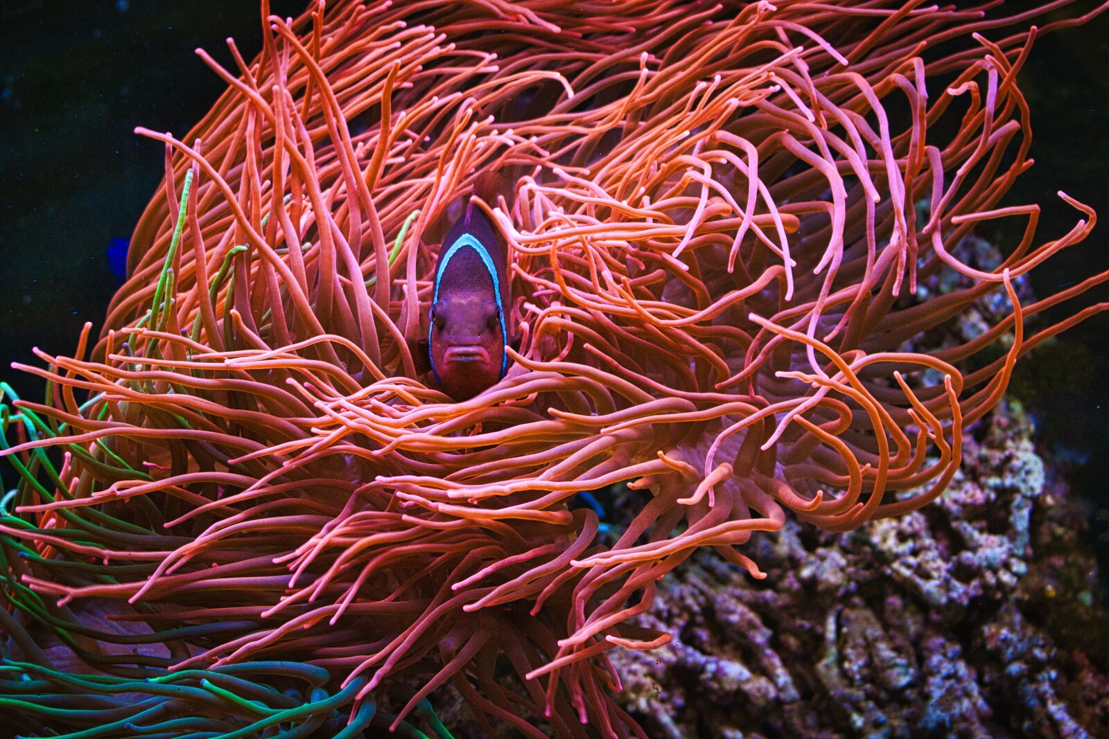 Canon EOS 70D sample photo. Aquarium, coral fish, nemo photography