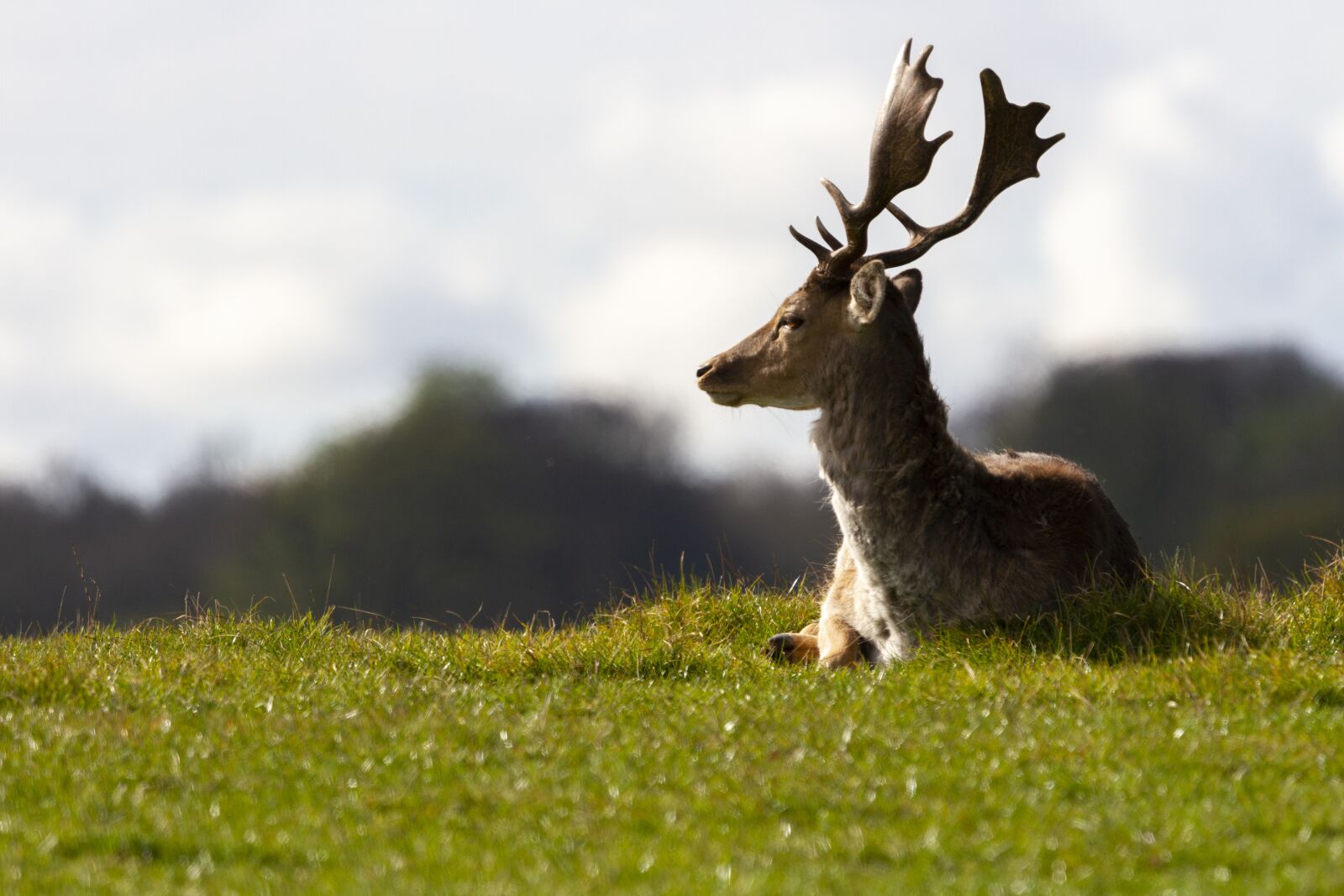 Sigma 100-400mm F5-6.3 DG OS HSM sample photo. Deer, animal, wildlife photography