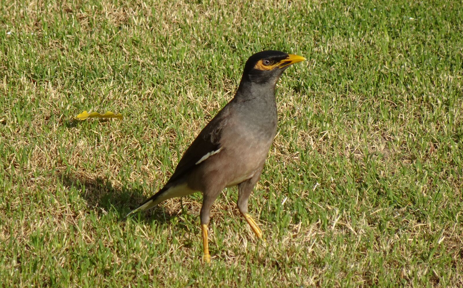 Sony DSC-WX800 sample photo. Bird, common myna, indian photography