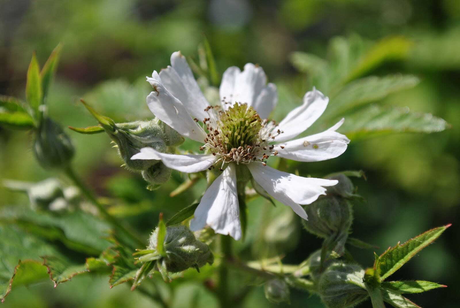 Nikon D3000 sample photo. Nature, blossom, bloom photography