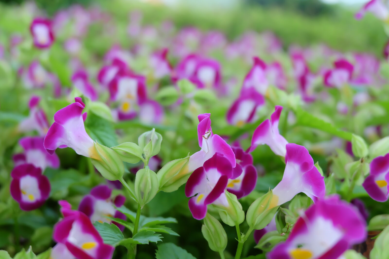 Fujifilm X-A2 + Fujifilm XC 16-50mm F3.5-5.6 OIS II sample photo. Close, up, of, pink photography