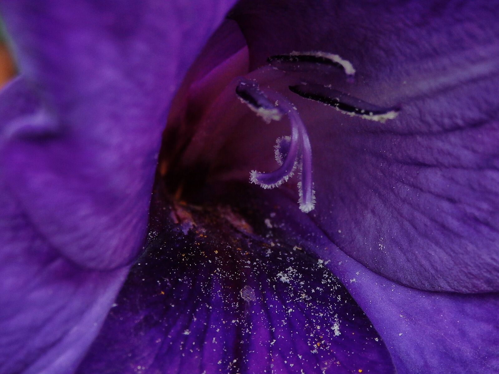 Olympus SZ-15,DZ-100 sample photo. Flower, flowers, petal photography