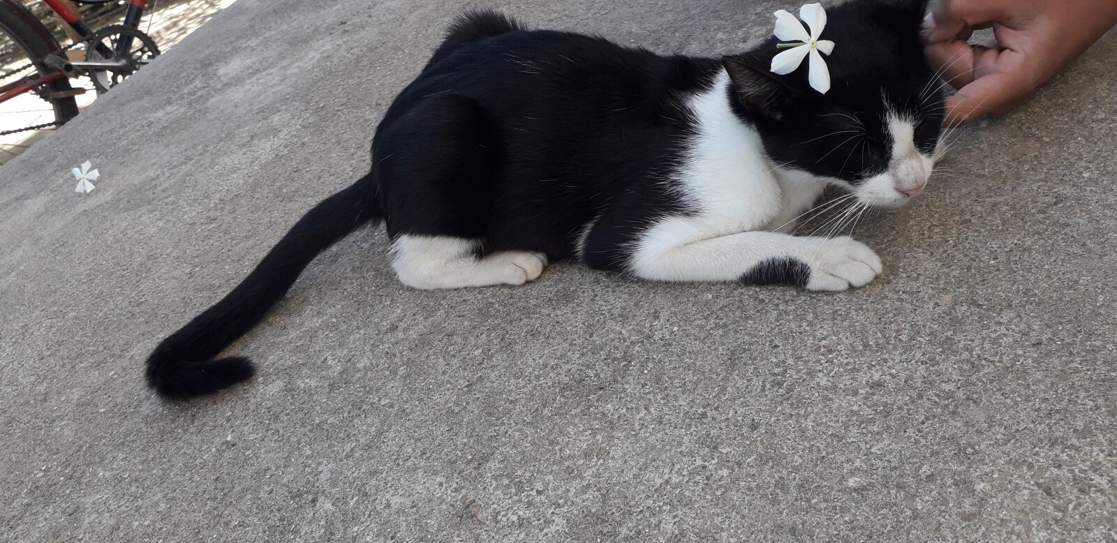 Samsung Galaxy J6 sample photo. Gato, felino, estimação photography