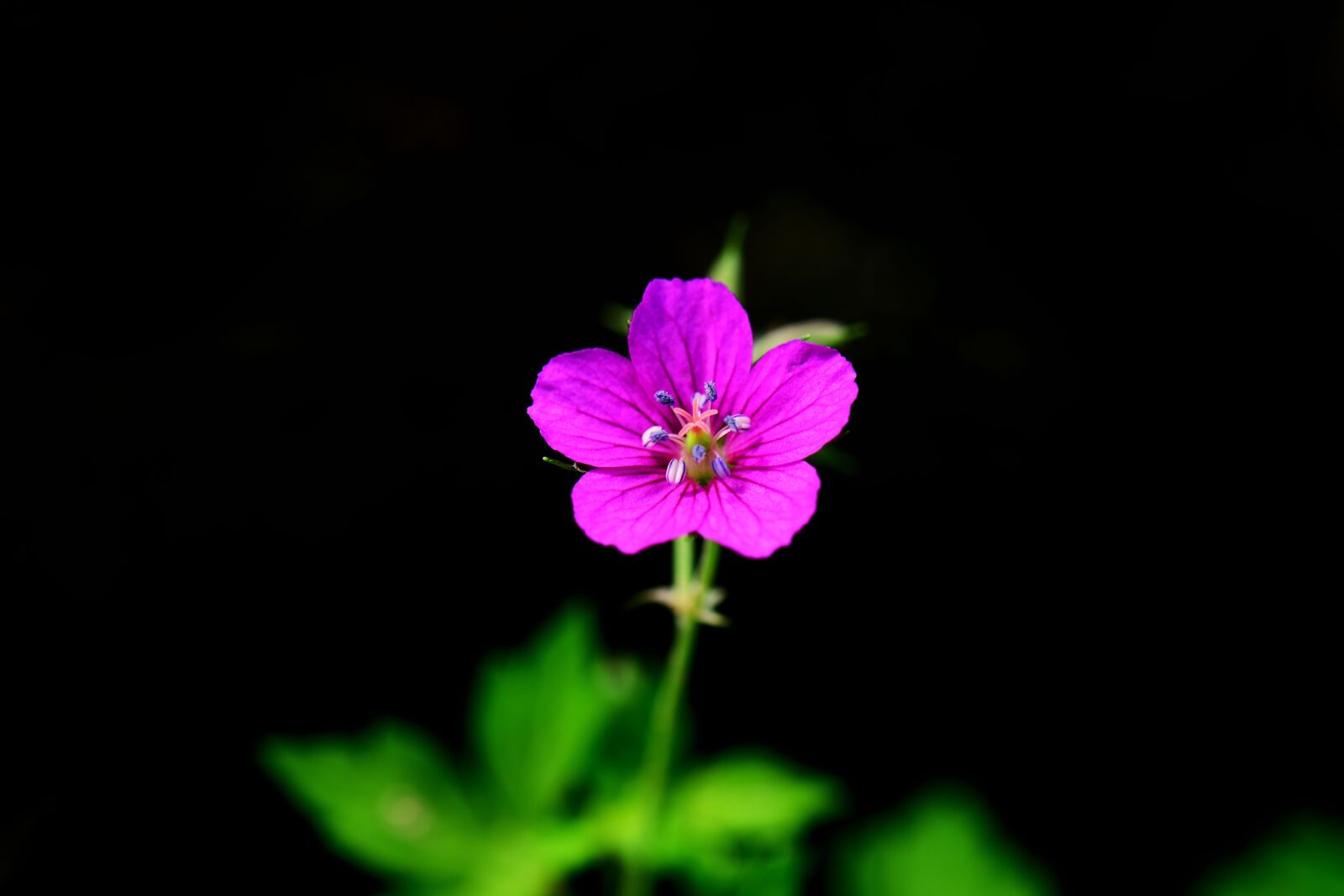 Nikon D800 sample photo. Autumnal, plant, thunberg's geranium photography