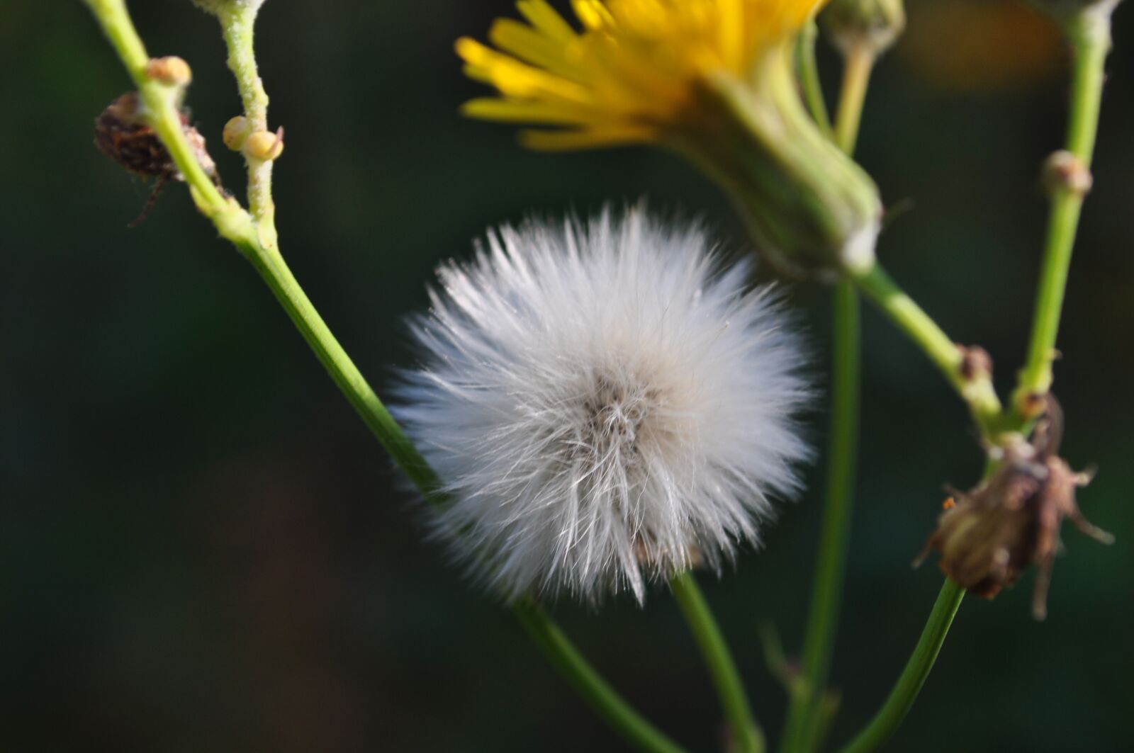 Nikon D5000 sample photo. Flower, dandelion, fluffy photography