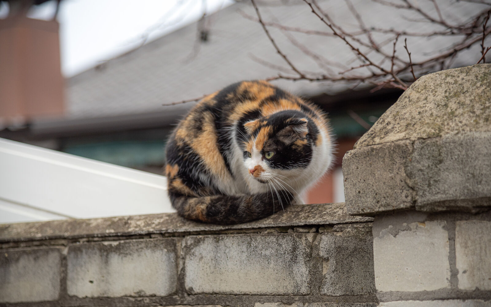 Nikon D750 sample photo