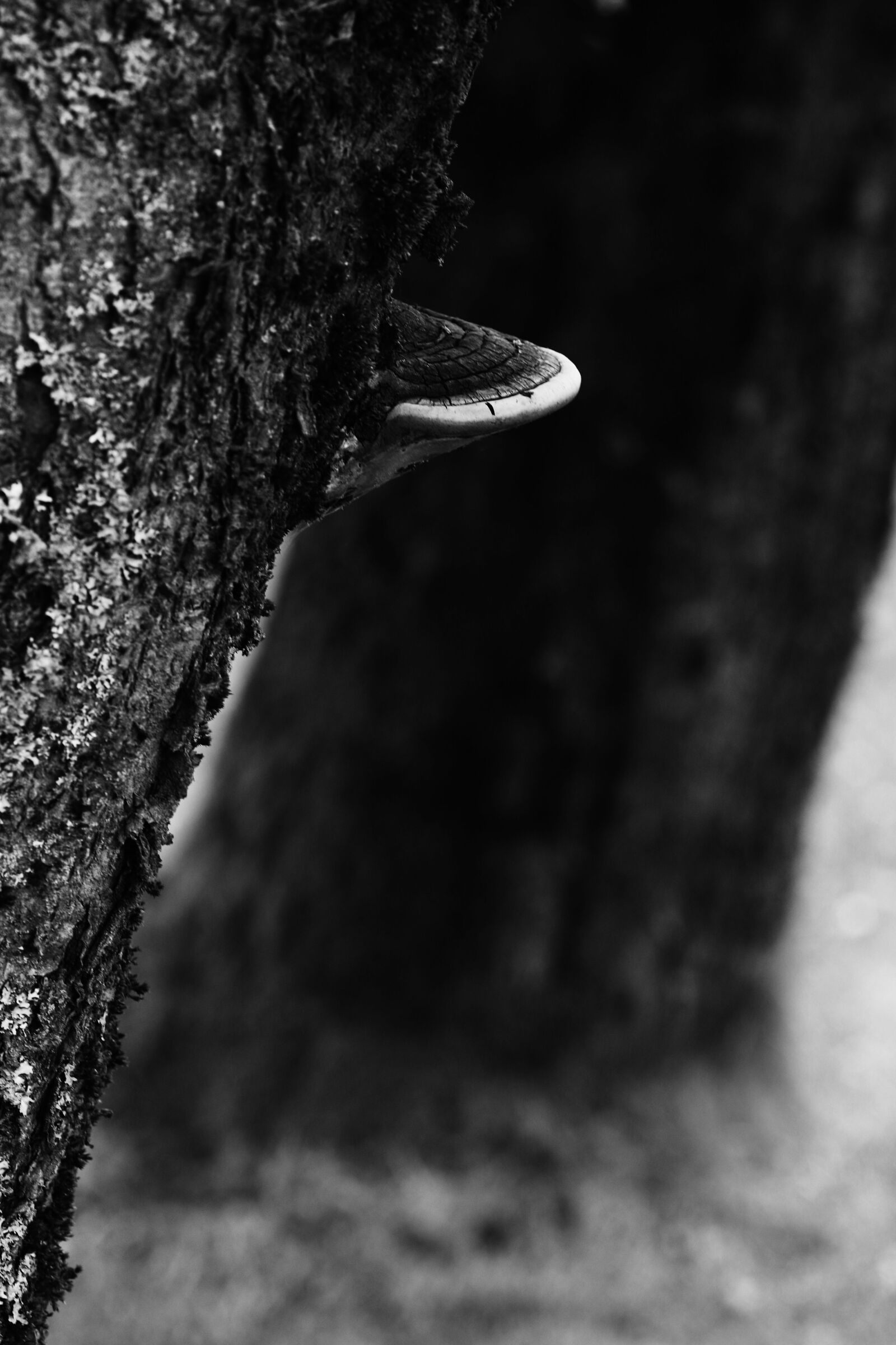 Canon EOS 7D Mark II + Canon EF 135mm F2L USM sample photo. Mushroom, tree, nature photography