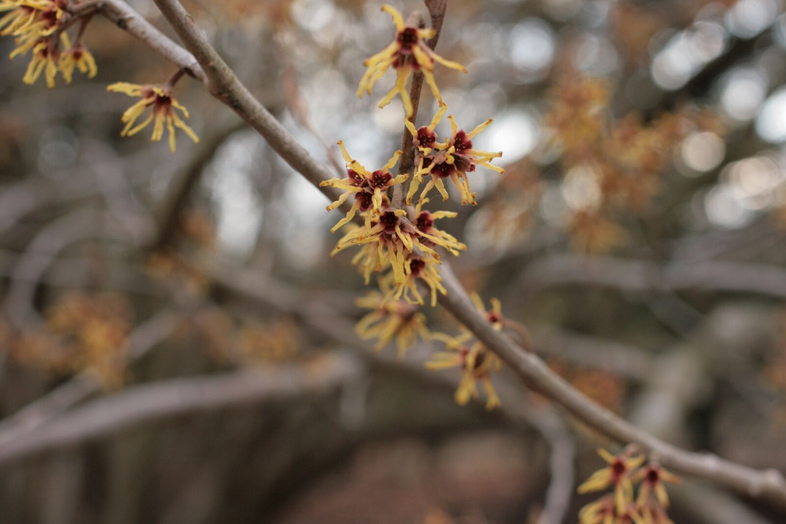 Canon EOS 400D (EOS Digital Rebel XTi / EOS Kiss Digital X) sample photo. Hamamelis vernalis, spring witch photography