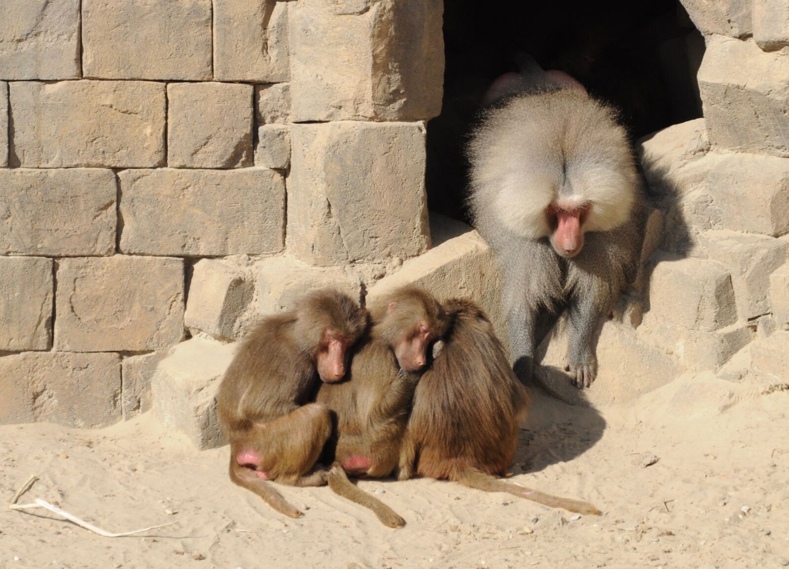 Nikon D5000 sample photo. Mammal, animal, baboon photography