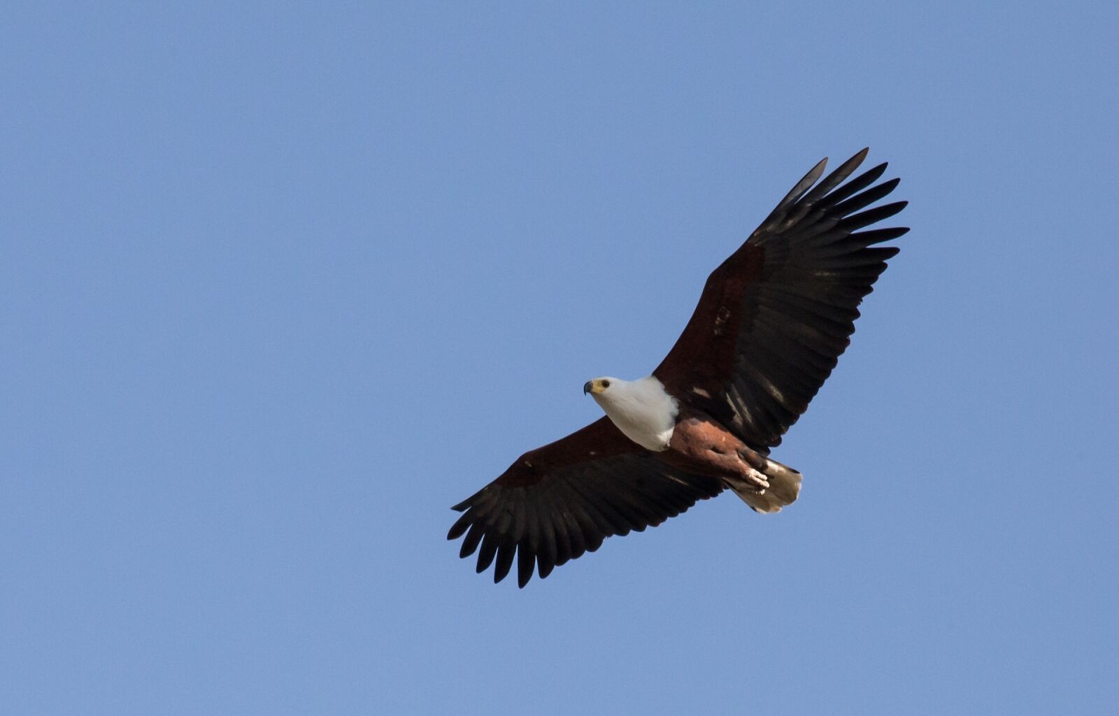 Canon EOS 6D sample photo. Bald eagle, soaring, bird photography