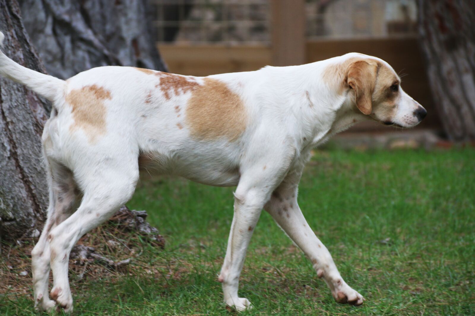 Canon EF-S 18-135mm F3.5-5.6 IS sample photo. Dog, animal, nature photography