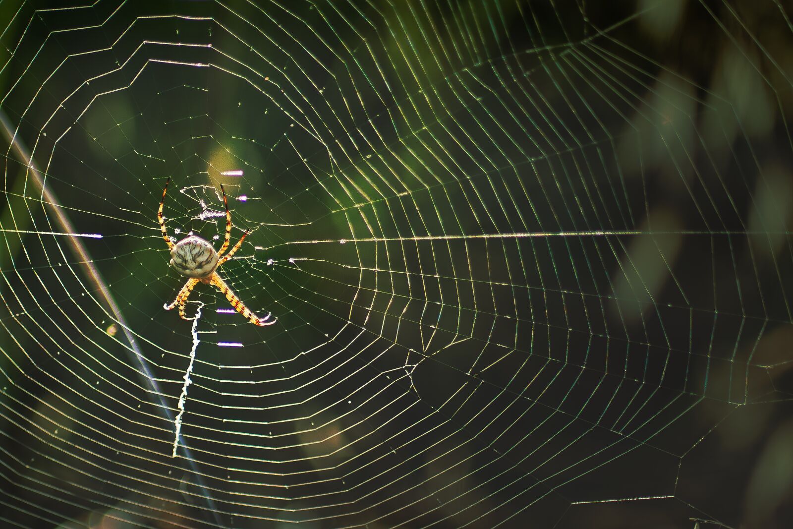 Canon EOS 80D sample photo. Spider, cobweb, nature photography