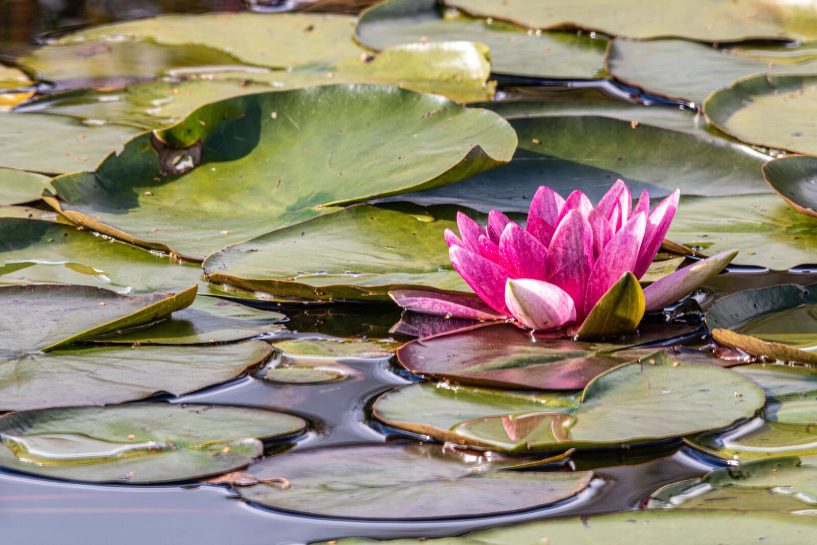 Canon EOS 750D (EOS Rebel T6i / EOS Kiss X8i) sample photo. Water lily, pond, leaves photography