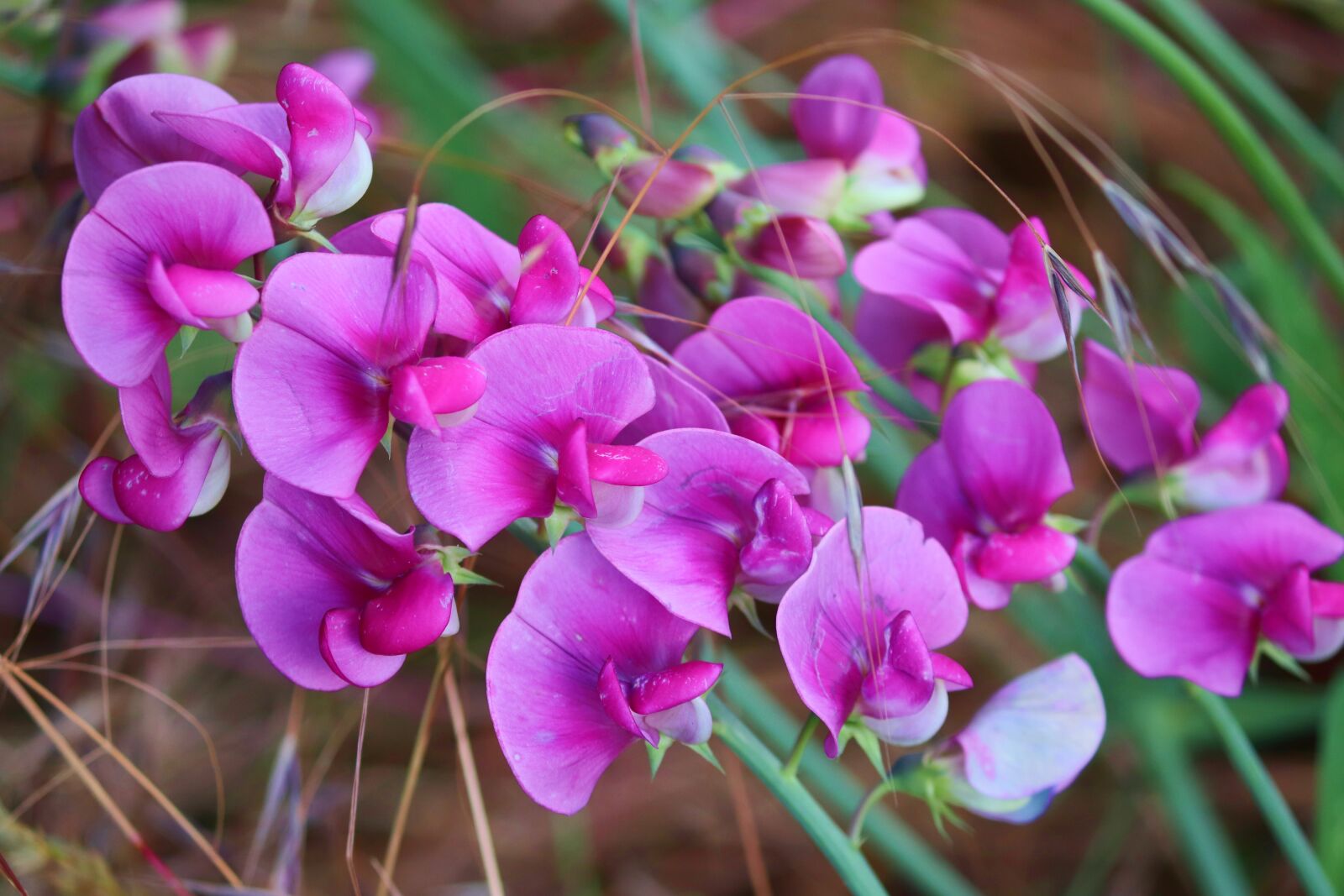 Canon EOS 200D (EOS Rebel SL2 / EOS Kiss X9) sample photo. Lathyrus latifolius, pea, blossom photography