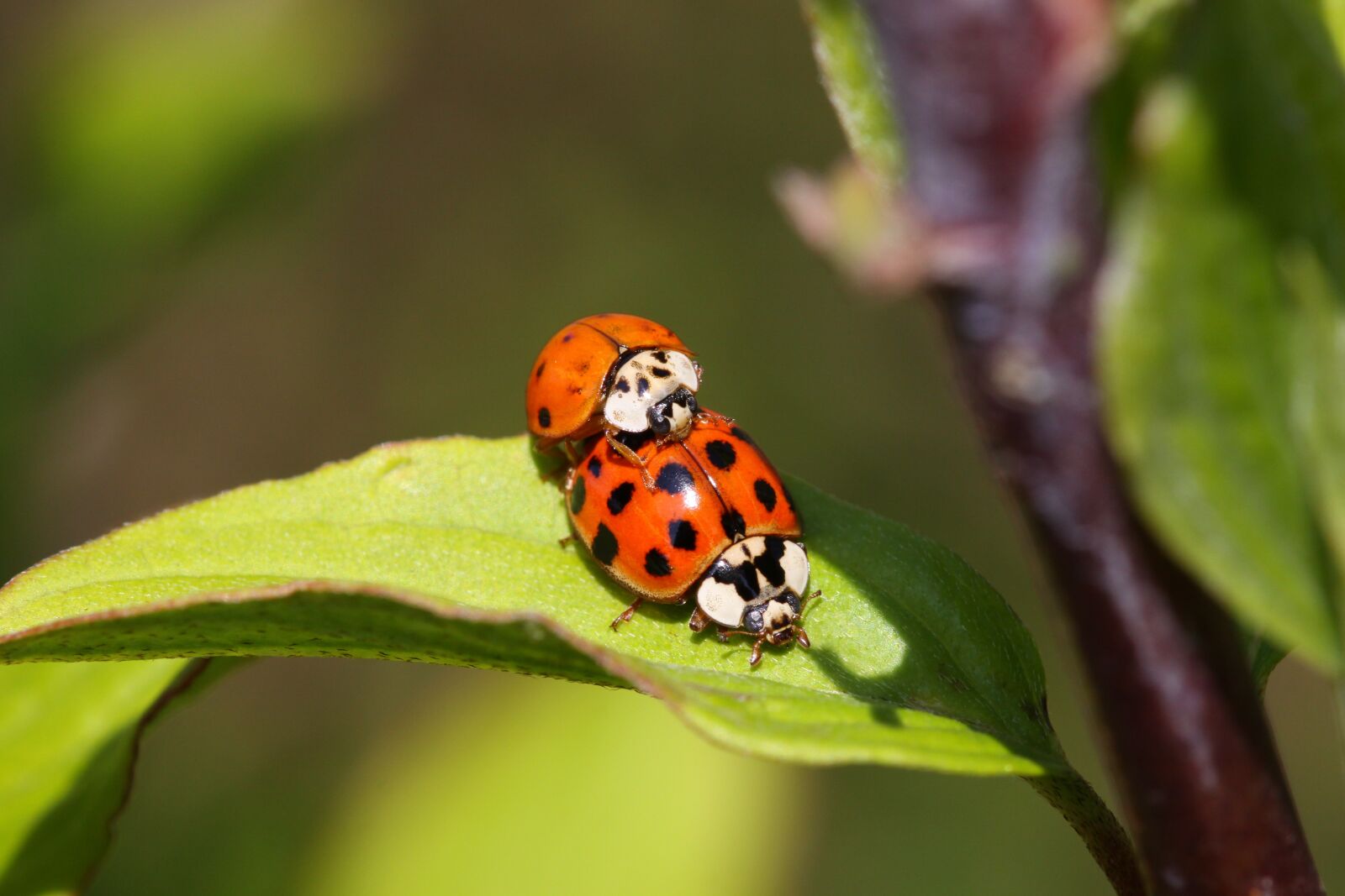 Canon EOS 50D sample photo. Insect, nature, macro photography