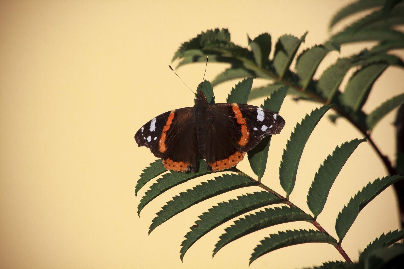 Canon EOS 50D sample photo. Admiral, butterfly, insect photography