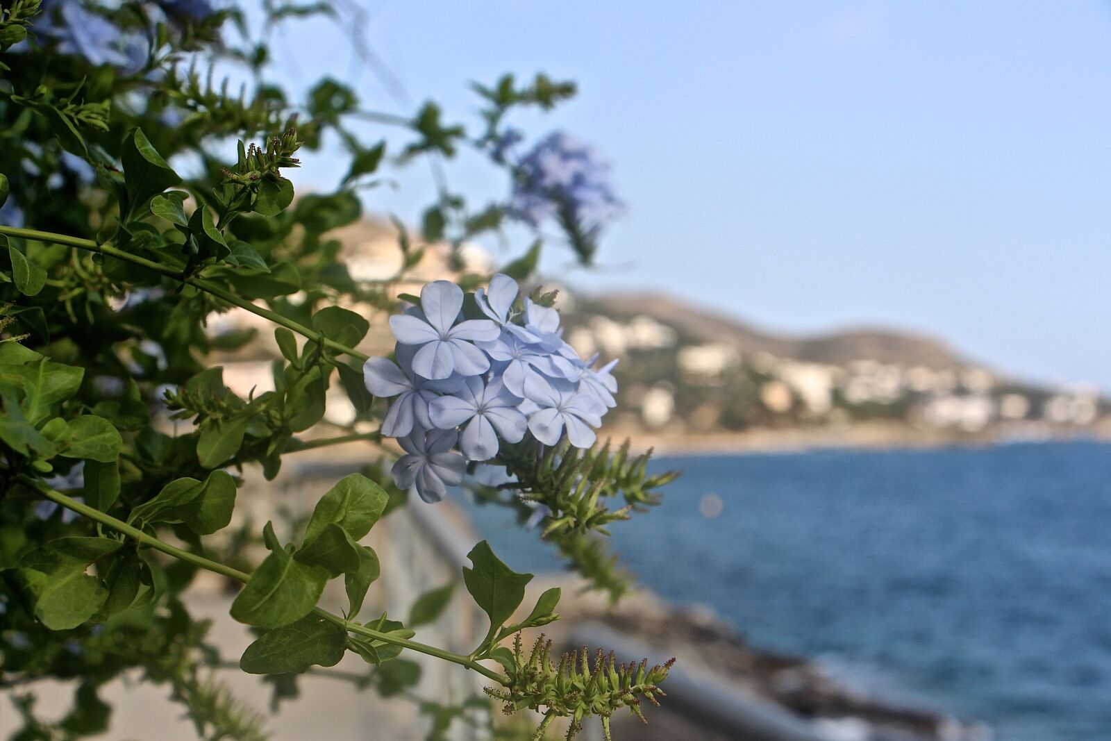 Canon EOS 700D (EOS Rebel T5i / EOS Kiss X7i) sample photo. Nature, flowers, plant photography