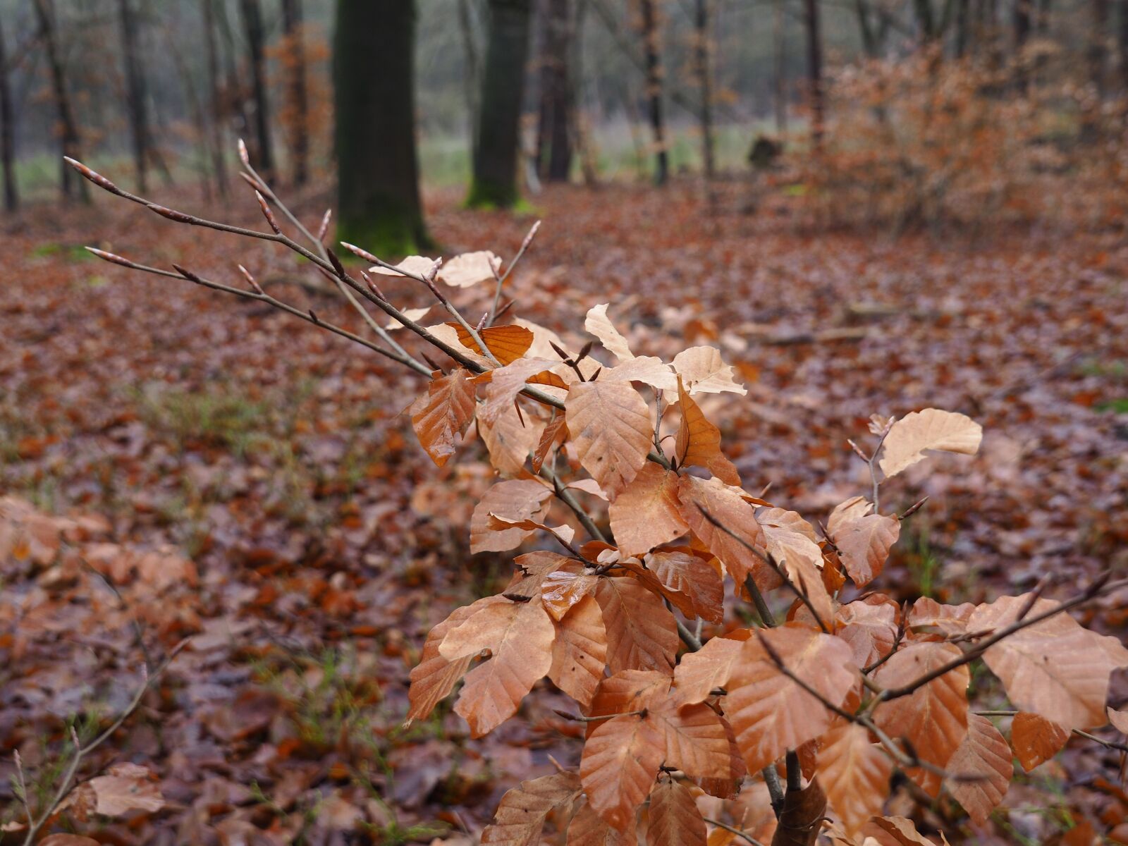 Olympus OM-D E-M10 II sample photo. Nature, beech, leaves photography