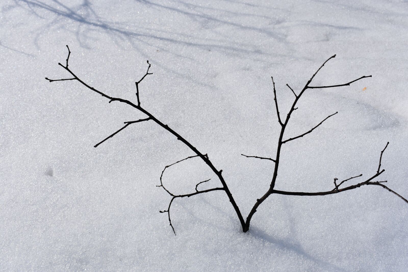 Nikon D3400 sample photo. Branch, snow, tree photography