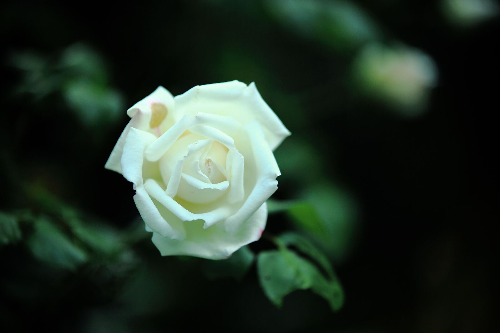 Canon EOS 5D Mark II sample photo. Rose, flowers, white photography