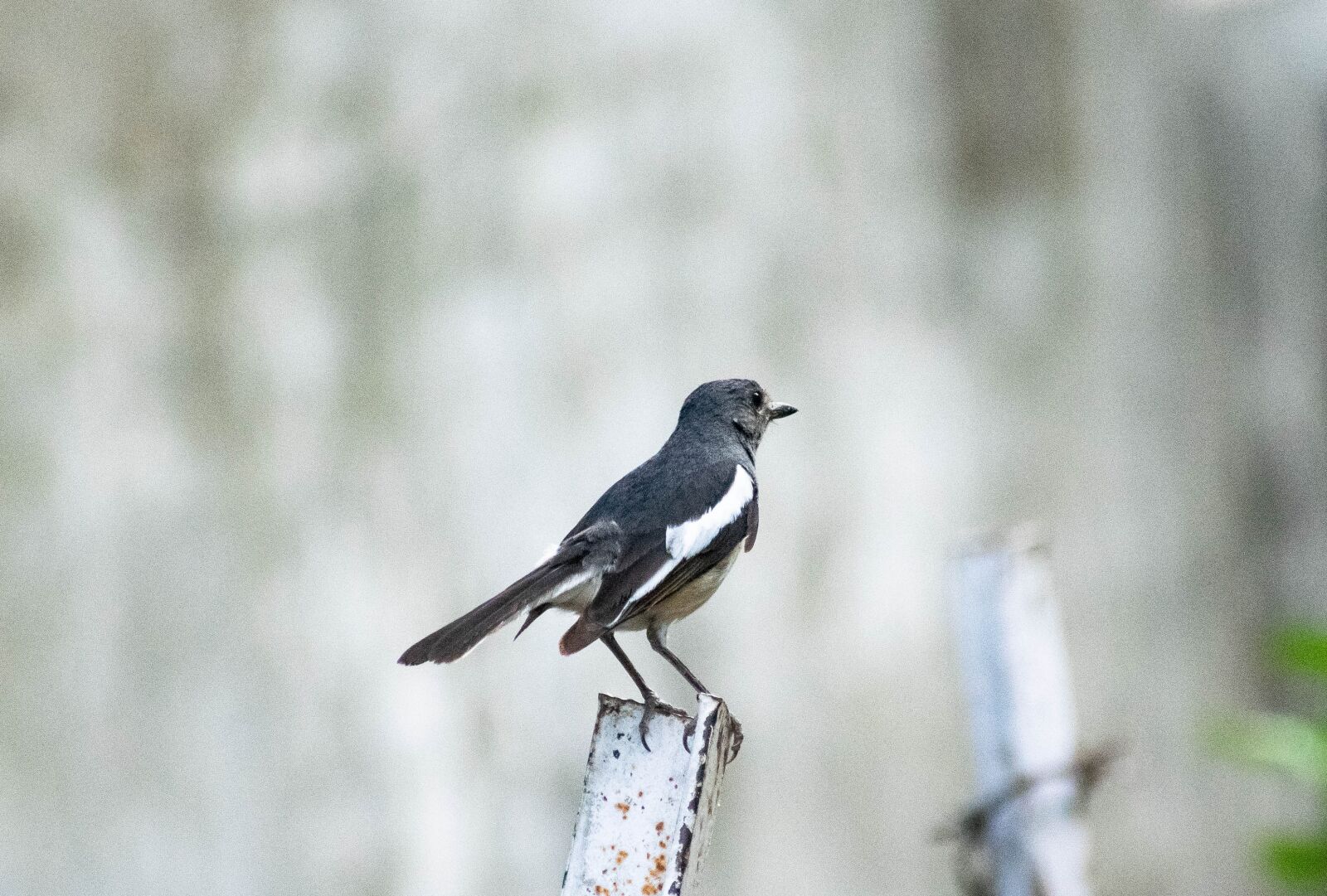 Nikon D3300 sample photo. Sitting bird, branch, bird photography