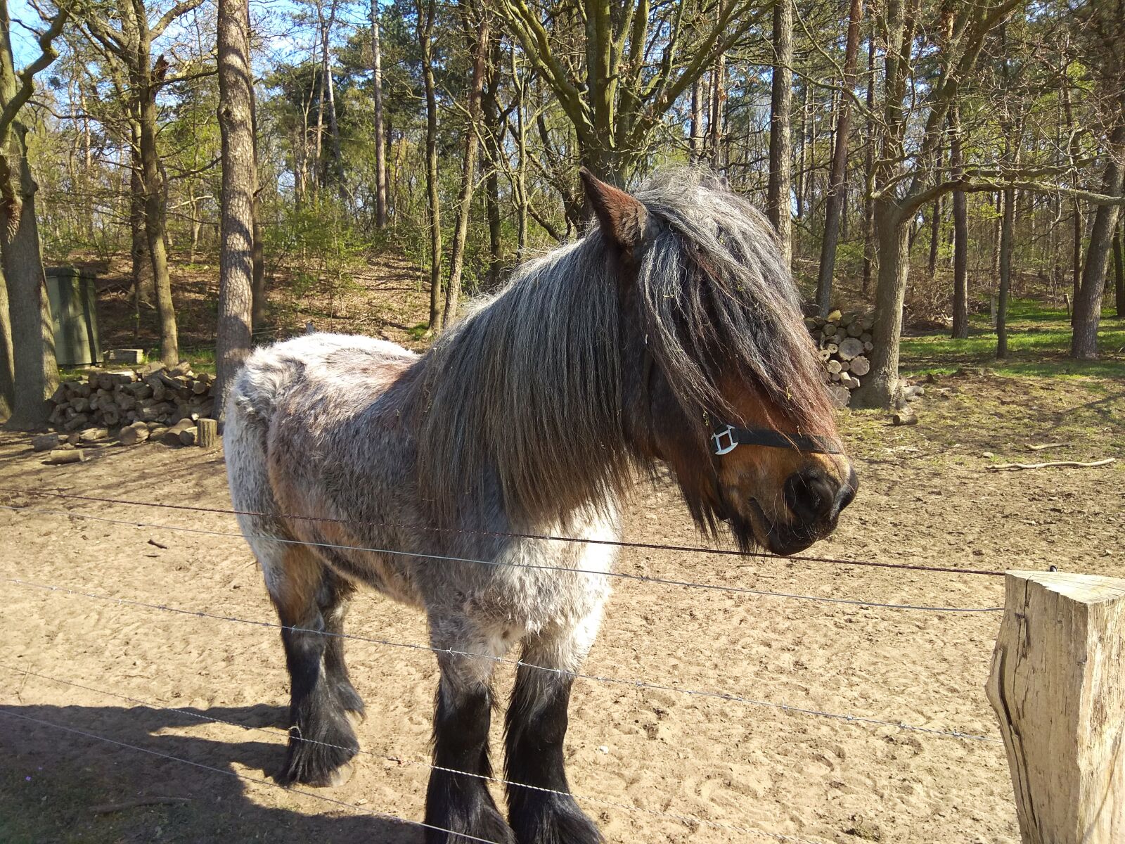 Xiaomi Redmi Note 4 sample photo. Horse, cart horse, animal photography