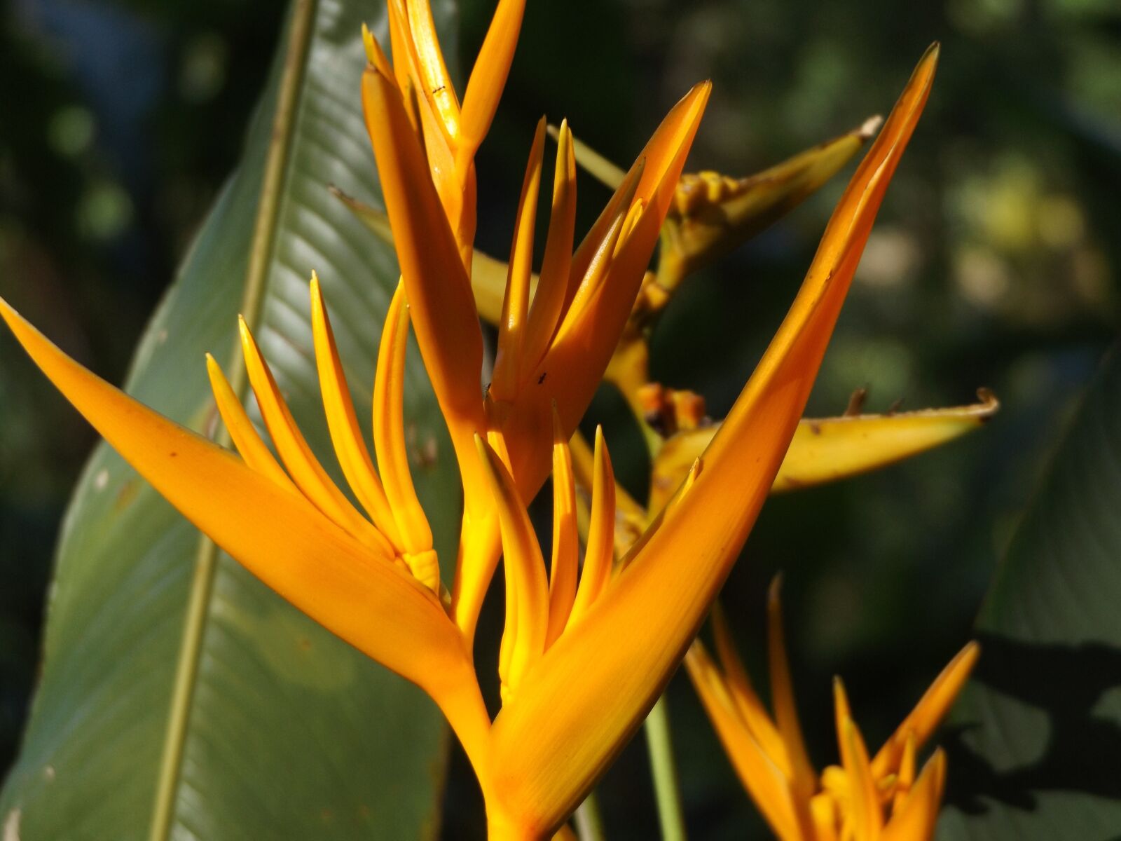 Fujifilm FinePix S8600 sample photo. Heliconia, flower, plant photography