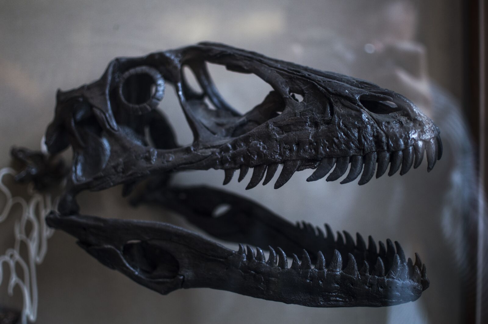 Nikon D3200 sample photo. Trex, dinosaur, fossil photography