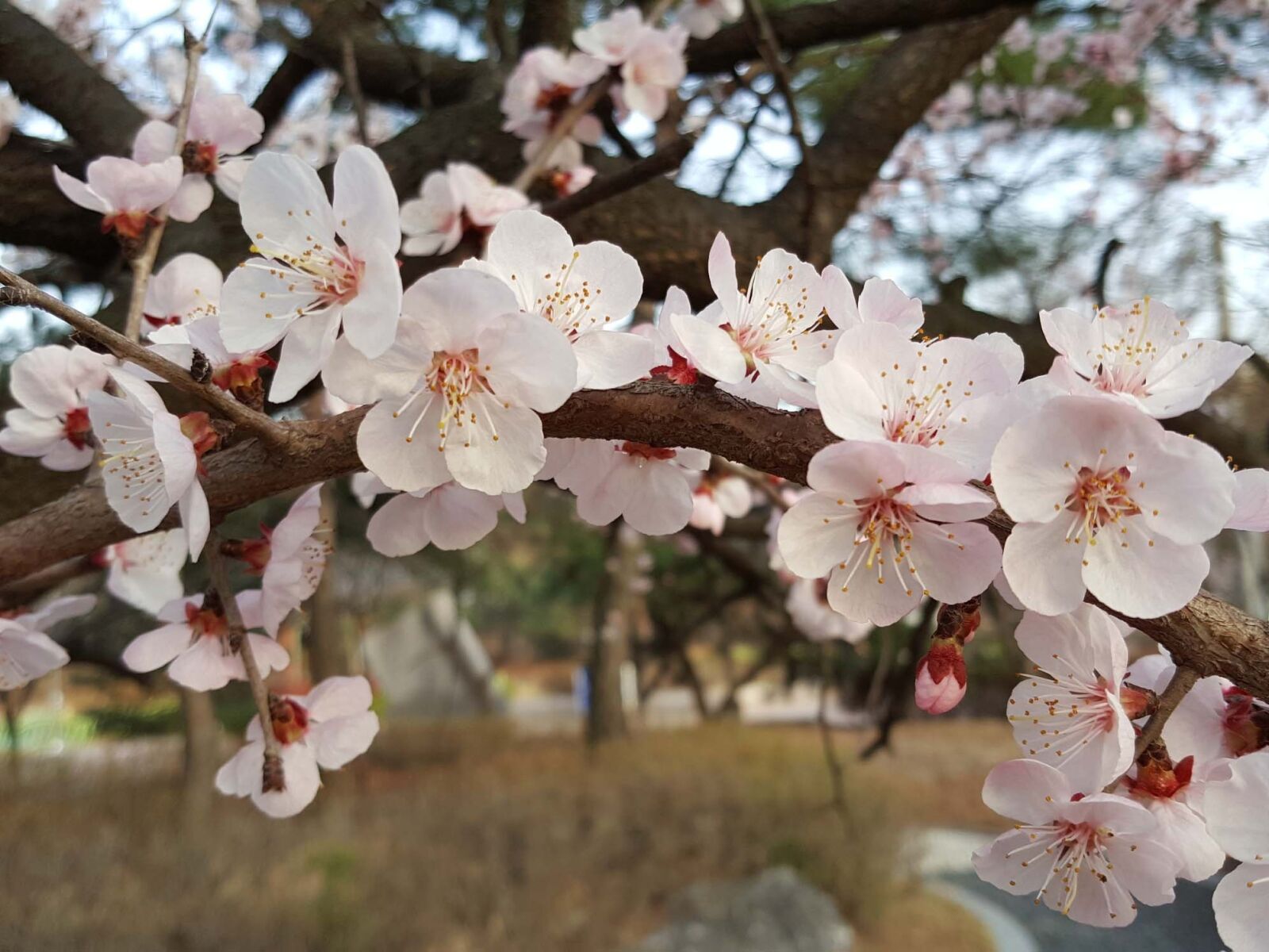 Samsung Galaxy Note5 sample photo. Cherry tree, spring photography