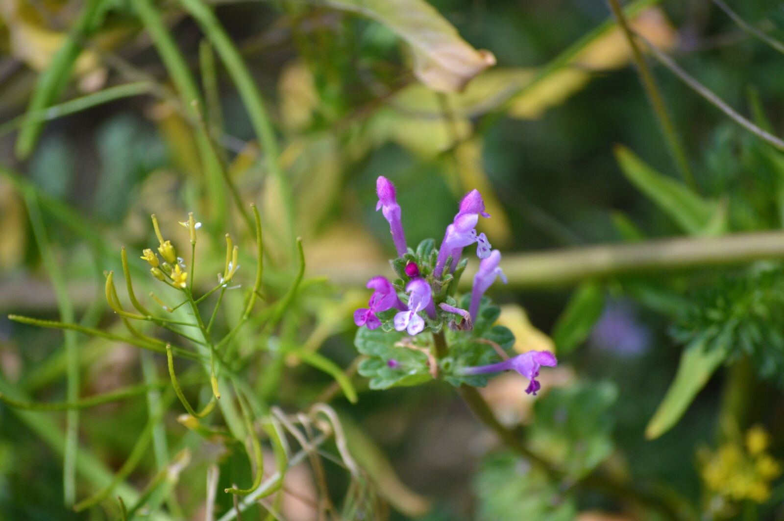 Nikon D3200 sample photo. Wildflowers, purple, nature photography