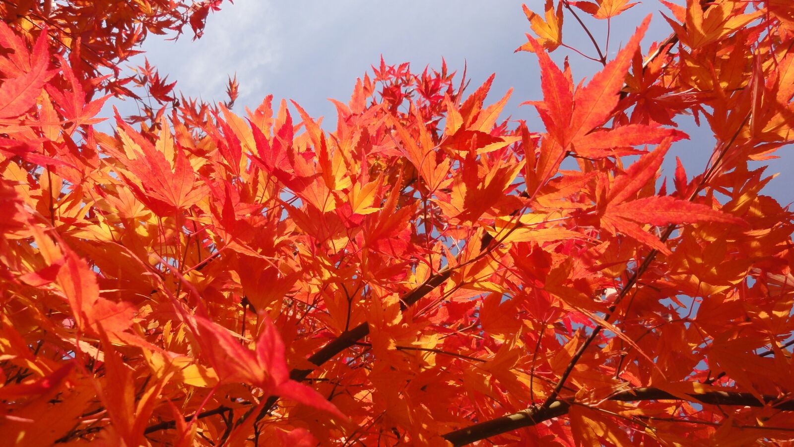 Sony DSC-HX5V sample photo. Autumn fire, shining, maple photography