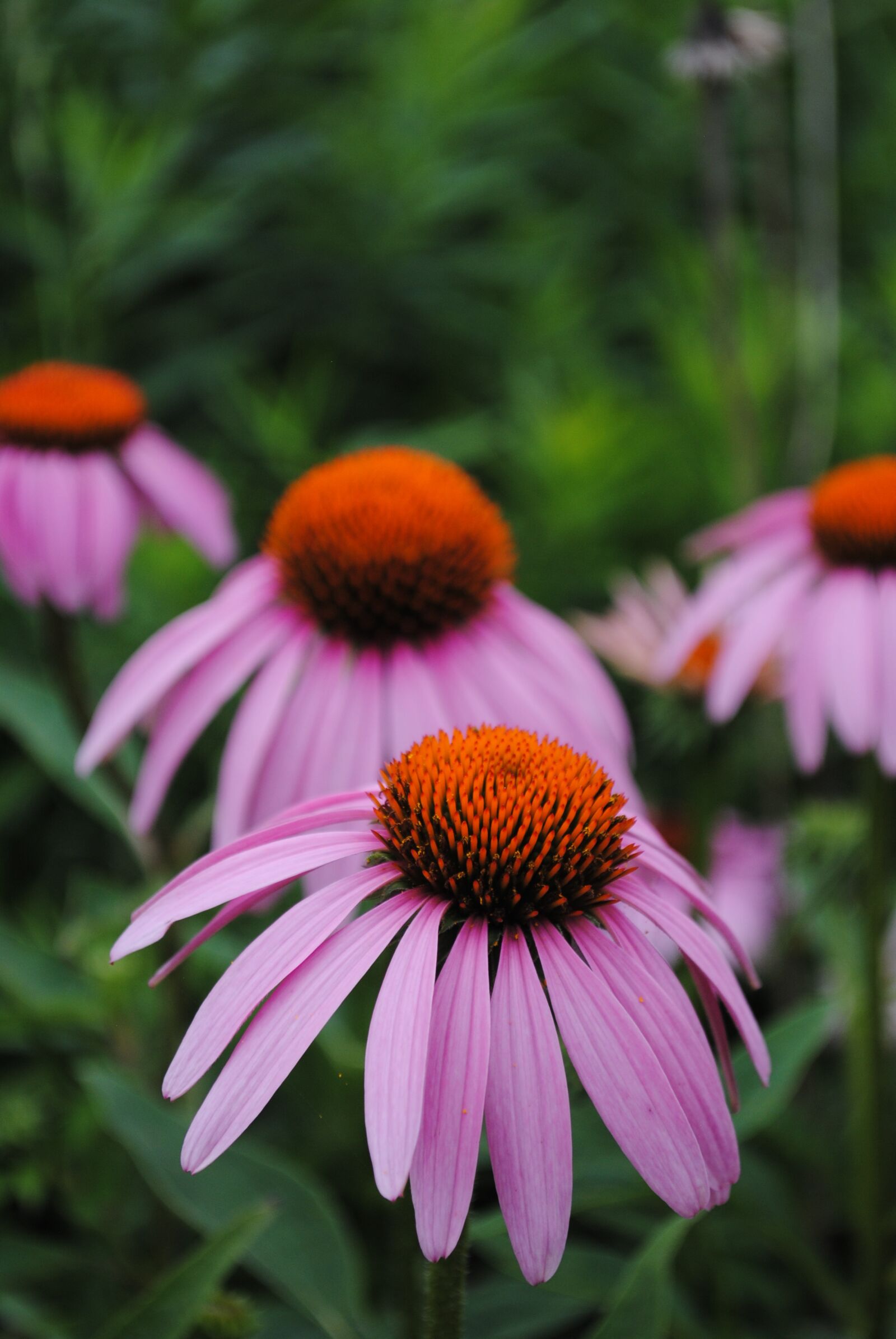 Nikon D3000 sample photo. Flowers, minnesota, summer photography
