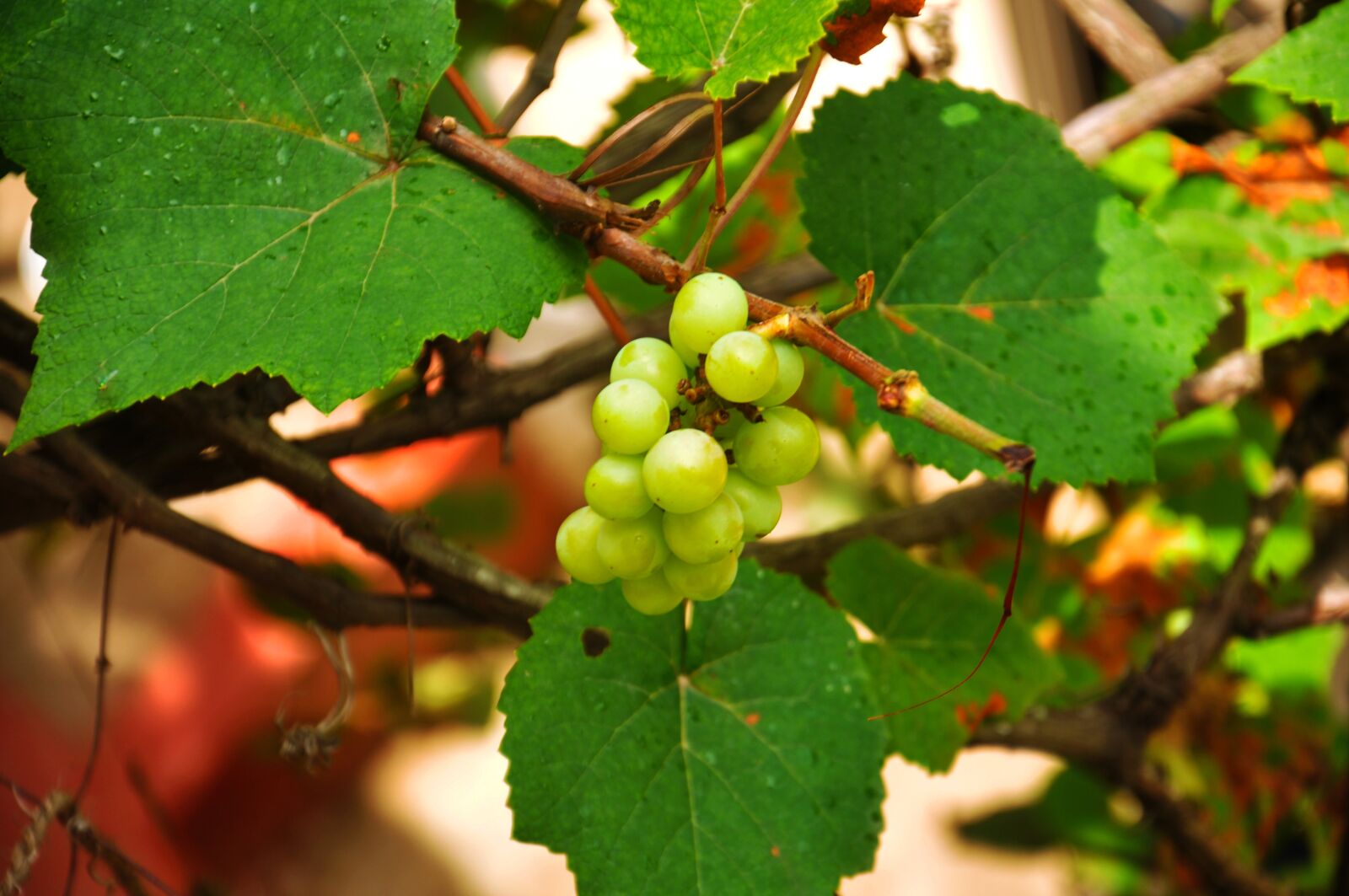 Nikon D90 sample photo. Fruits, grapes, green grapes photography