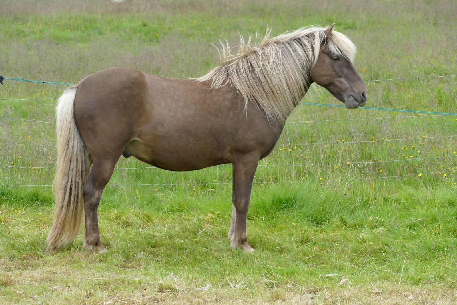 Panasonic Lumix DMC-FZ1000 sample photo. Horse, iceland, iceland horse photography