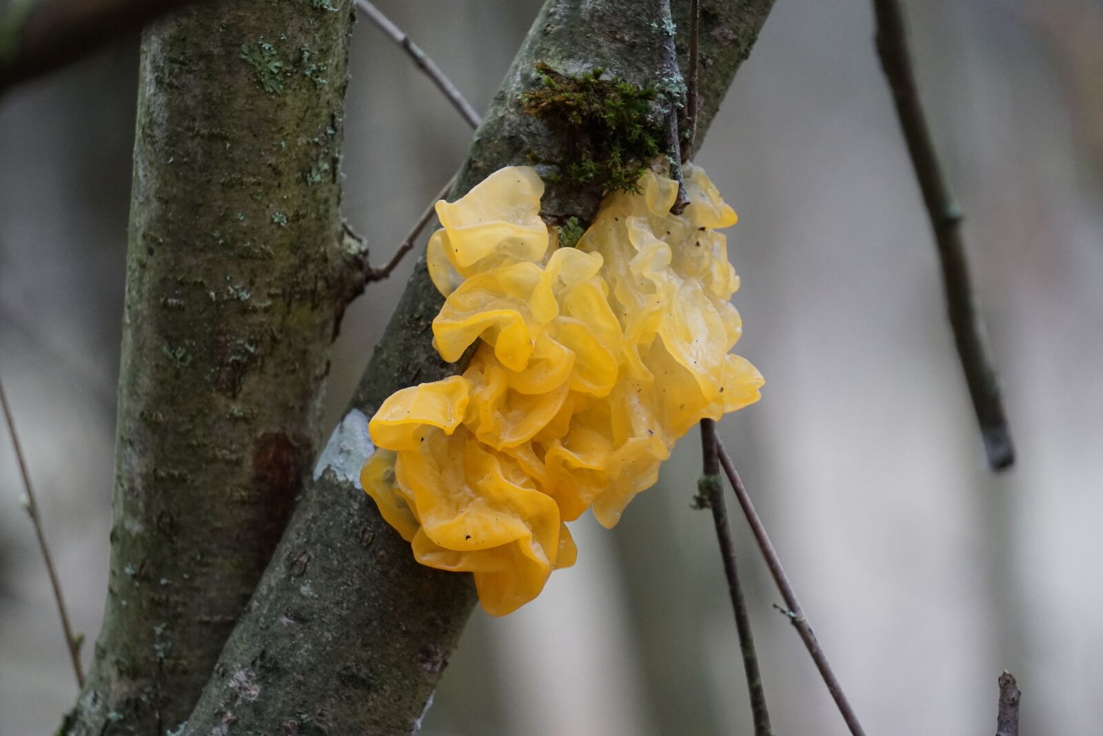 Sony E 55-210mm F4.5-6.3 OSS sample photo. Tremella mesenterica, tree fungus photography