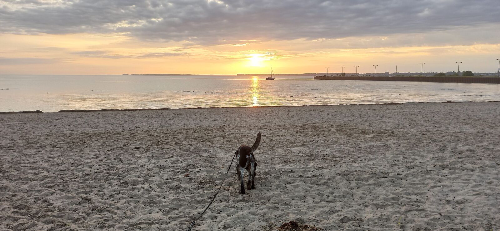 Xiaomi Redmi Note 8 Pro sample photo. Dog, happy, sun photography