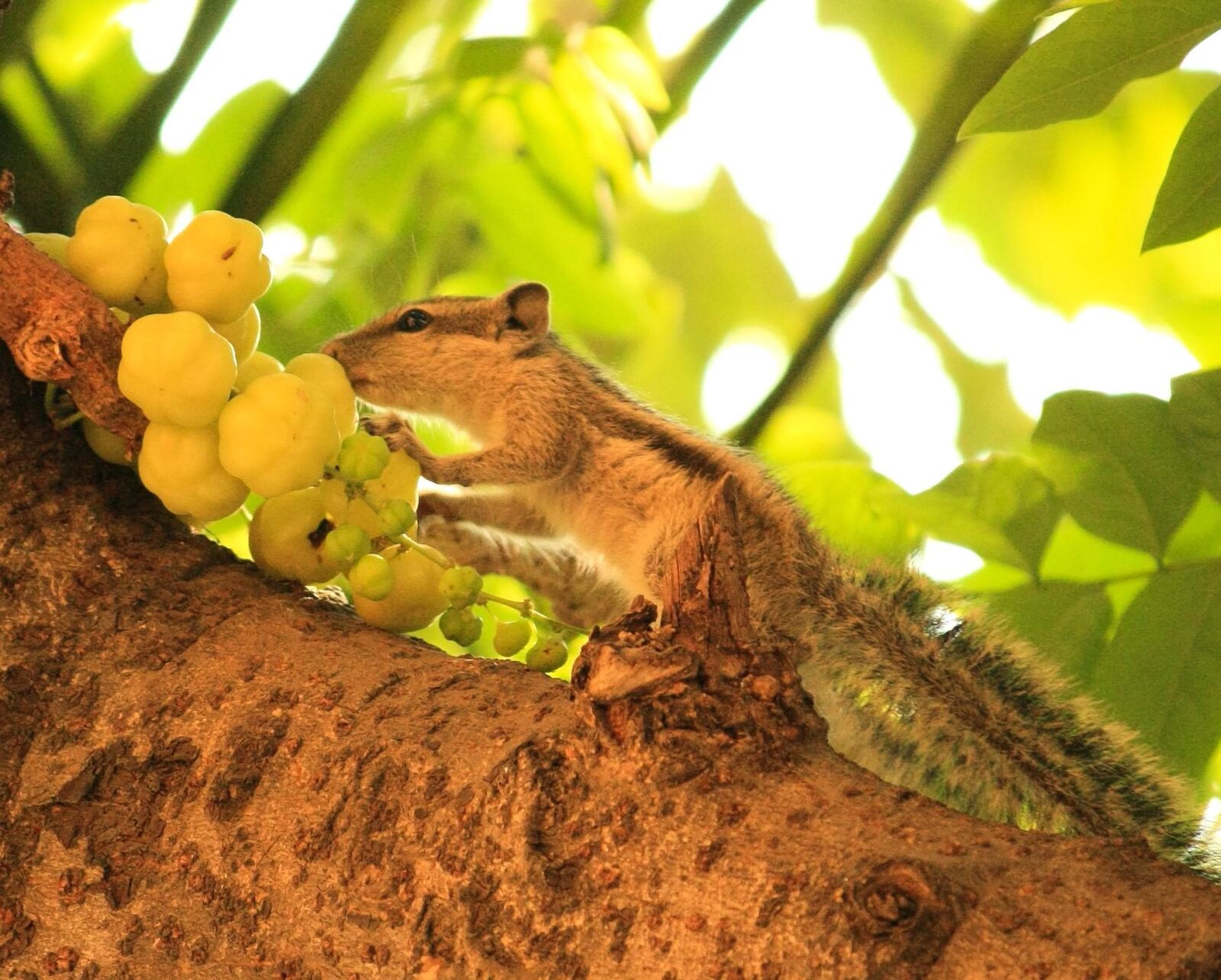 Canon EOS 1000D (EOS Digital Rebel XS / EOS Kiss F) sample photo. Squirrel, fruit, animal, tree photography