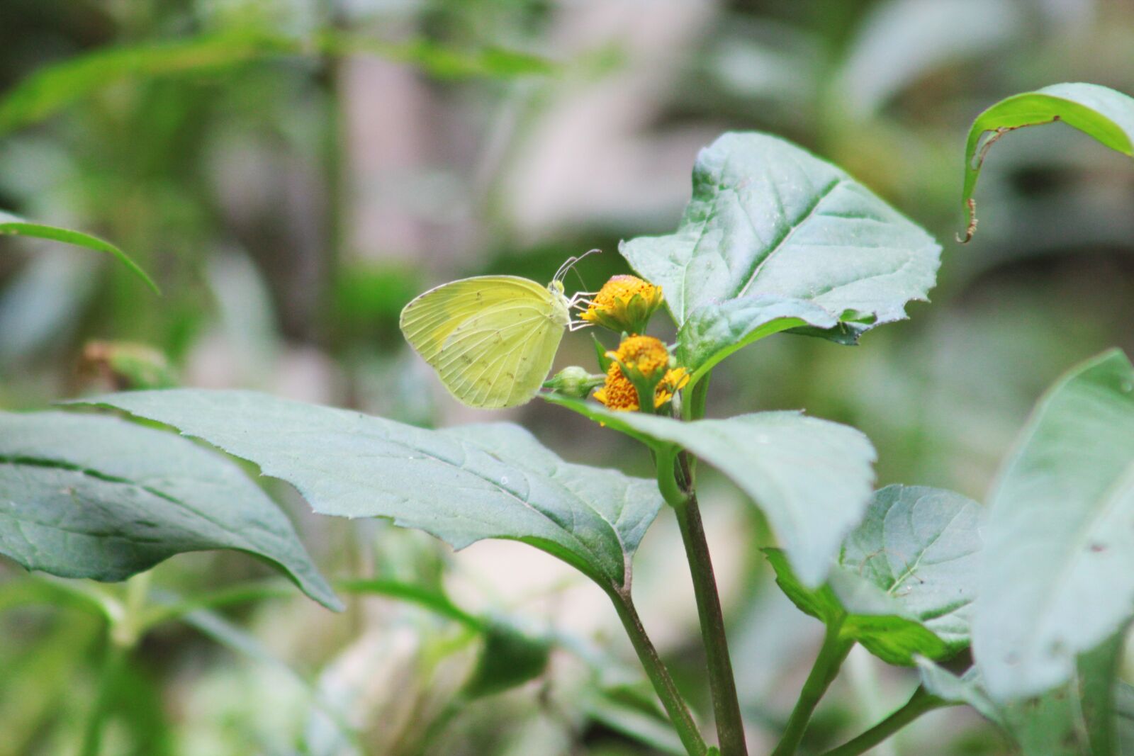 Canon EF75-300mm f/4-5.6 sample photo. Nature, beautiful, natural photography