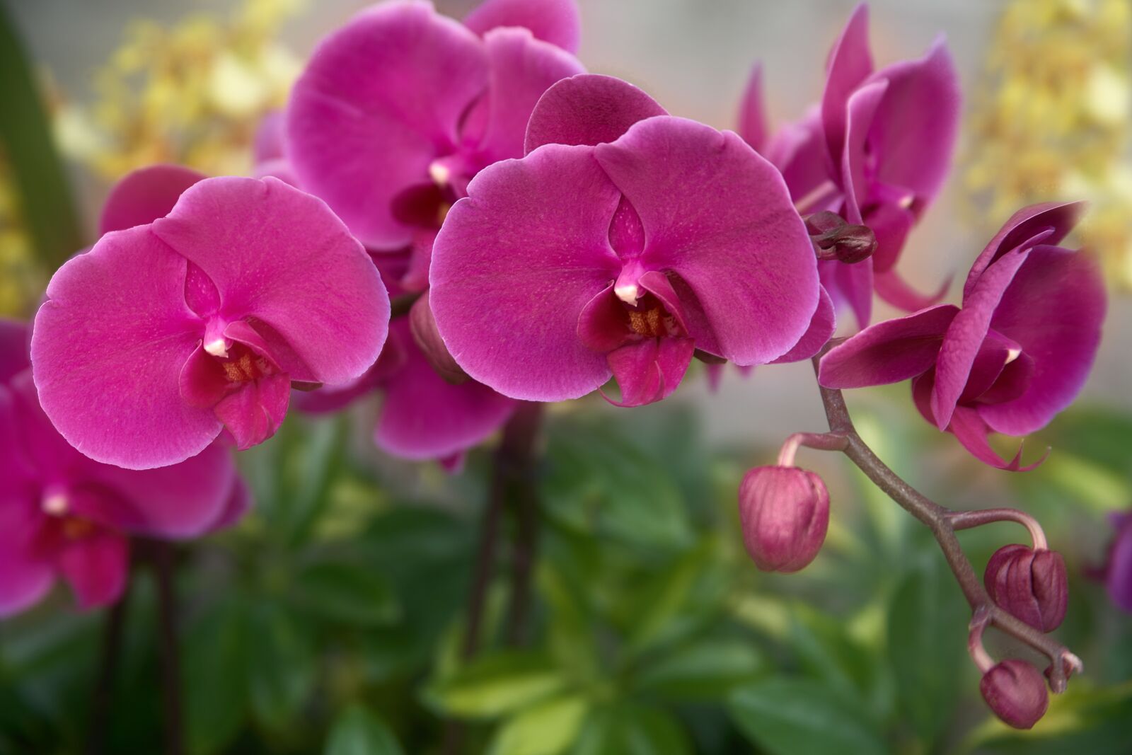 Sony a7R III sample photo. Flowers, orchid, orchids photography