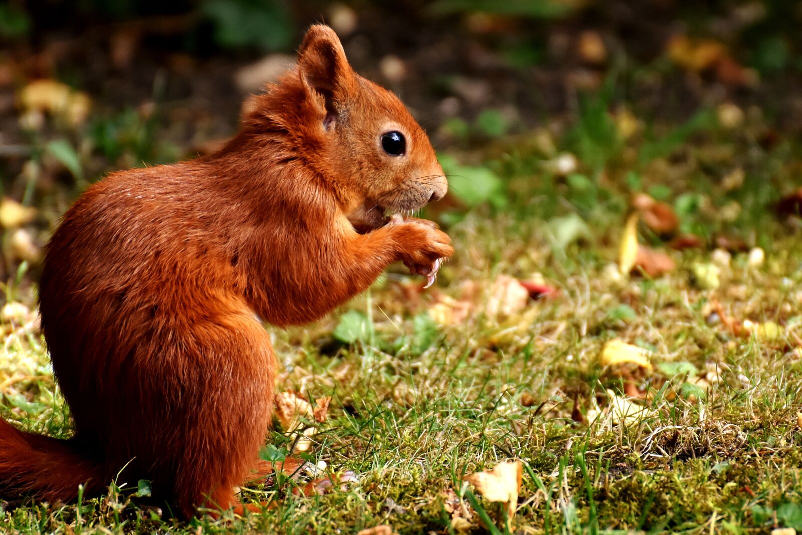 Nikon D7200 sample photo. Squirrel, cute, animal photography