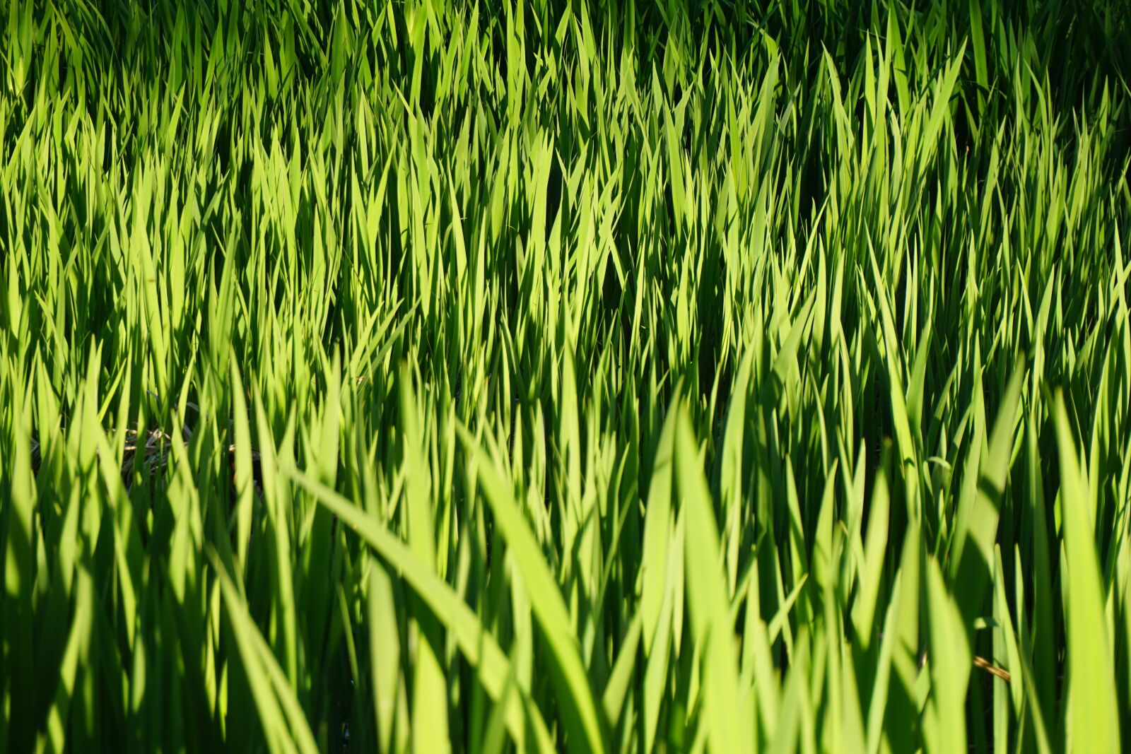 Sony a6000 sample photo. Grass, green, blades photography