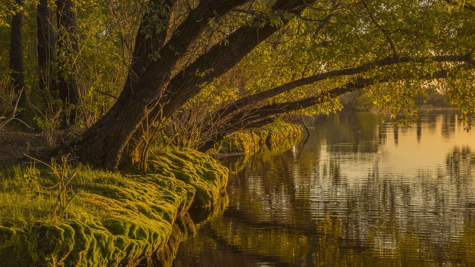 Sony Cyber-shot DSC-RX100 sample photo. Nature, water, sheet photography